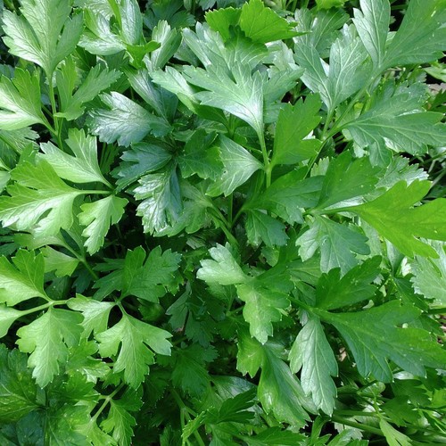 Italian giant parsley - giant,