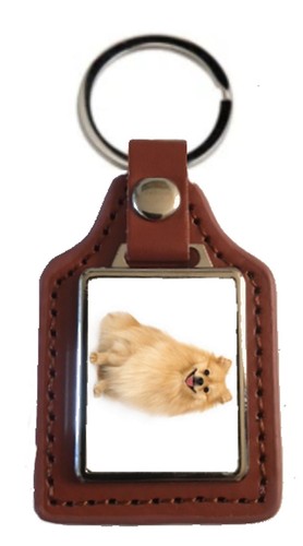 Pomeranian dog pet brown - dog,