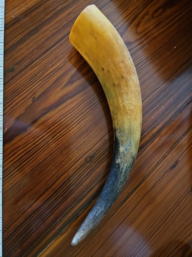 Cow horn unpolished - horn, natural