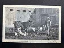 Boston MA Dairy Farm Cow Pig