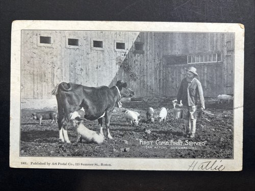 Boston dairy farm cow - farm,