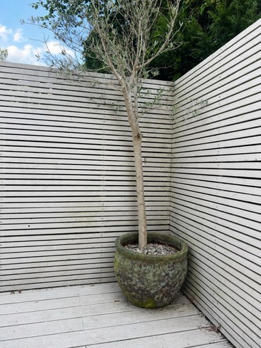 Mature olive tree olea - mature, 2.5m