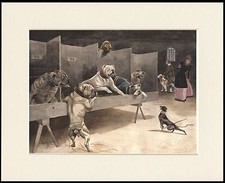 ENGLISH BULLDOG FEISTY ENGLISH TOY TERRIER DOGS AT SHOW DOG PRINT READY TO FRAME