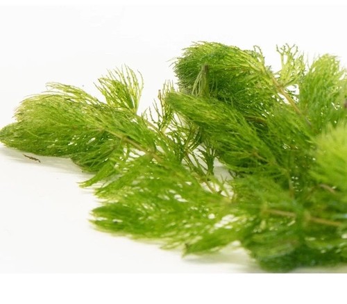 Extra large hornwort bunches - hornwort,