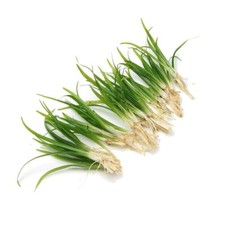 Sagittaria Subulata Grass Live Aquarium Aquatic Plant Tropical Fish Tank K2AQUA