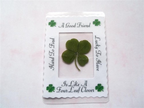 Real four leaf clover - real,