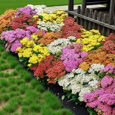 Achillea Yarrow Bare Roots -
