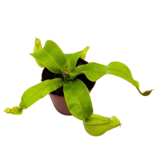 Nepenthes ampullaria bau - ampullaria,