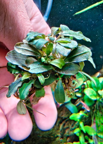 Bucephalandra brown chilli - 🚀bucephalandra,