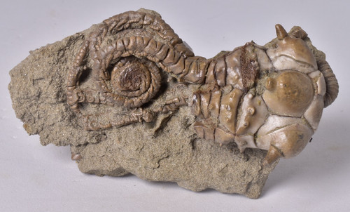 Crinoid fossil jimbacrinus - crinoid, fossil,