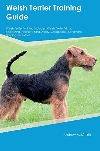 Welsh terrier training - welsh,
