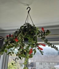Columnea Gloriosa  dancing