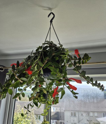 Columnea gloriosa dancing - columnea,