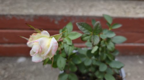 Rose miniature white - miniature,