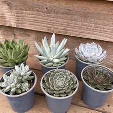 Echeveria Hybrid Collection SPECIAL OFFER 6 x 9cm Pots