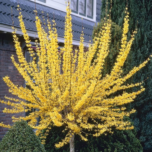 Standard forsythia tree - standard,