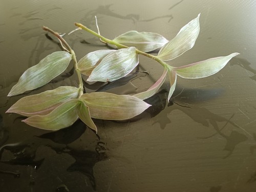 Rare tradescantia pink - pink, hill