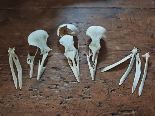 Crow skulls damaged - crow,