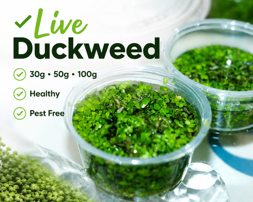 Live duckweed floating - live,