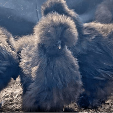 6   eggs (black silkie