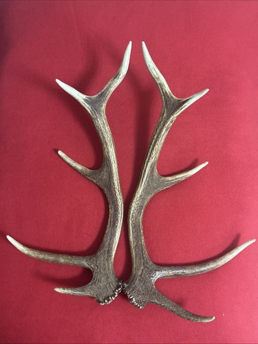 Pair red deer - pair,