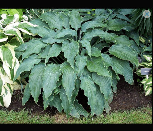 Hosta plantain lily neptune - hosta,