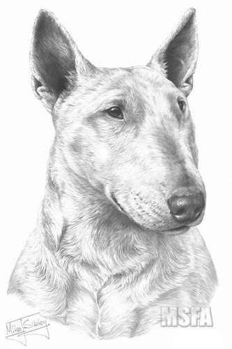 Bull terrier print giclee - bull, print: