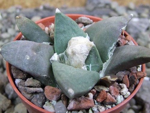Ariocarpus retusus minimus - ariocarpus,