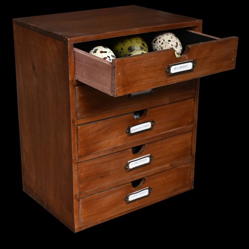 Replica birds eggs - birds, collections