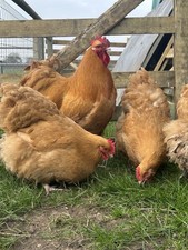 6 Buff Orpington Eggs LF
