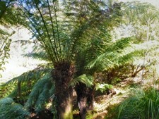 Soft Tree Fern (Dicksonia antarctica) 500 Fresh Spores