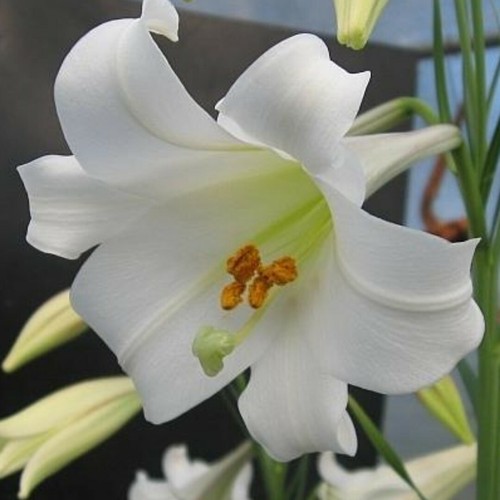 Lilium philippines 15seeds - philippines,