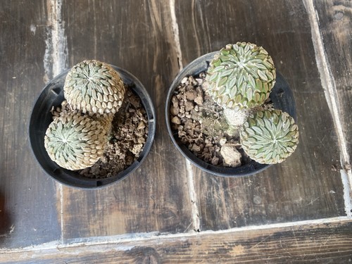 Pelecyphora aselliformis - pelecyphora,