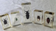 National Geographic Real Life Bugs In Resin x 5 insects #12