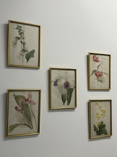 Set antique botanical - of,