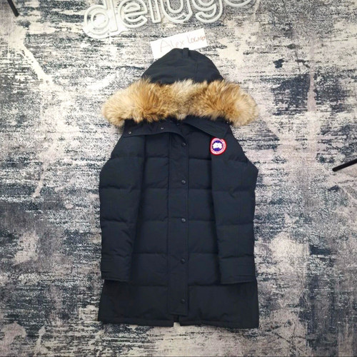 Canada goose maitland - goose,