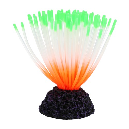 Aquarium anemone fluorescence - aquarium,