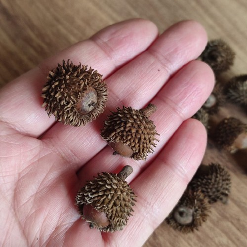 Pcs real dried - 50,