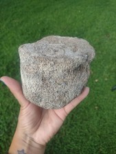 Whale Bone Marine Mammal