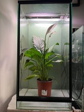 Glass Reptile Terrarium