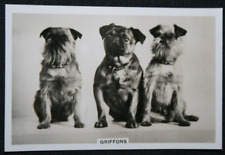 GRIFFON BRUXELLOIS  Vintage 1939 Photo Card   JE23MS