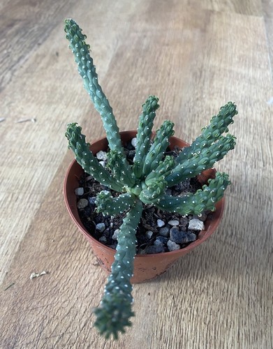 Euphorbia inermis medusa - inermis, medusa’s