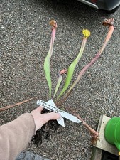 Sarracenia cv Burgundy