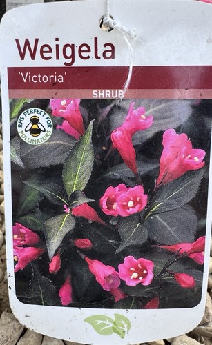 Weigela victoria shrub - weigela,