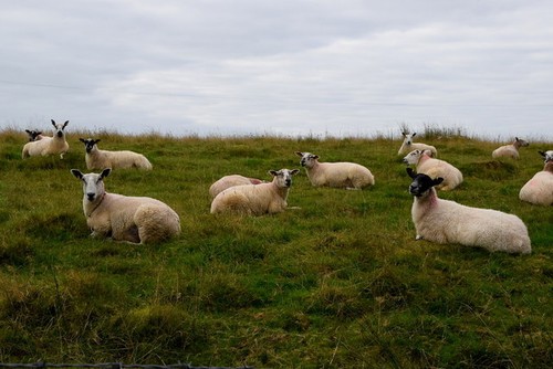 Photo 6x4 sheep carony - photo,