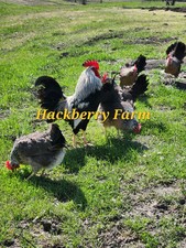 12 Silver Leghorn Hatching