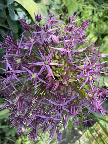 Allium christophii giant - 50,