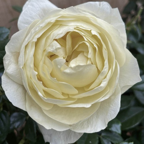 Cream bush rose true - cream,