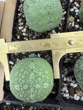 4-4.5cm Cactus Live Plant Pseudolithos Migiurtinus Beautiful Rare large