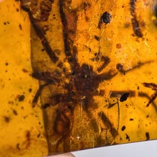 BIG SPIDER in Burmese /